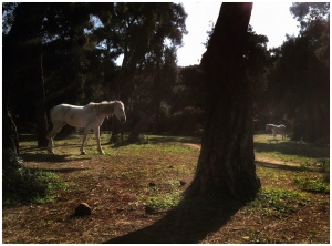 Küsmek nedir bilir misin? ...Büyükada/Nİsan 2019